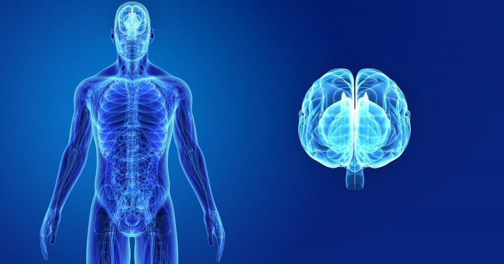 Yoga and the Central Nervous System A Path to Balance and Healing
