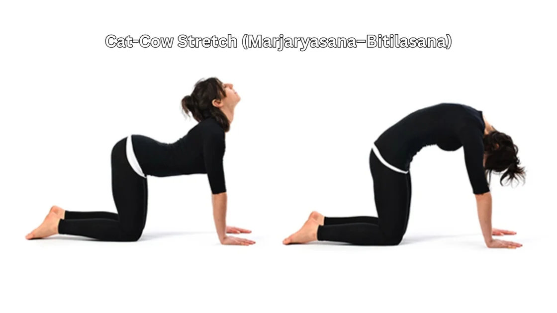 cat cow stretch marjaryasana bitilasana yoga